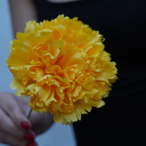 Clavel grande - Amarillo