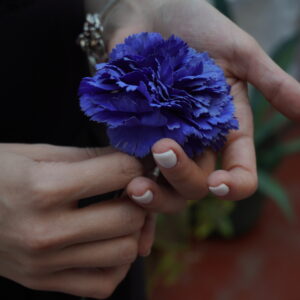 Clavel pequeño- Azul avioletado