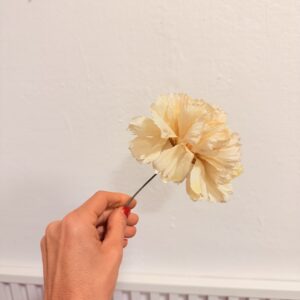 Clavel pequeño- Crema