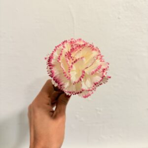 Clavel pequeño