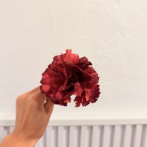 Clavel pequeño