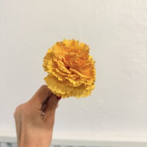 Clavel pequeño