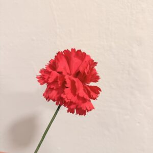 Clavel pequeño