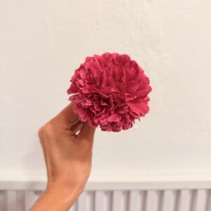 Clavel pequeño
