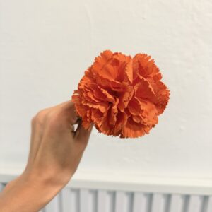 Clavel pequeño Naranja