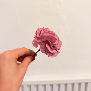 Clavel pequeño